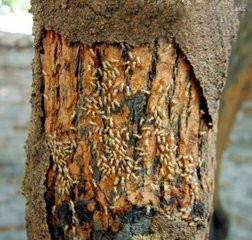 守護家園，安心生活——廣州專業免費上門家庭白蟻防治服務全解析
