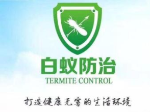 全方位蟲害防治指南 從老鼠、蟑螂到白蟻，打造無蟲宜居空間